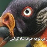 خانه پدر و دختر؛ معماری زیبای این سازه مشهدی با آینده نگری برای فرزند(+تصاویر)