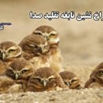 اولین بنای بلند تهران/ حتما مهندس آن آمریکایی بوده! (+تصاویر)
