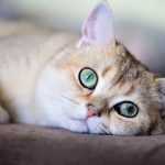 شباهت‌های شگفت‌انگیز مغز گربه‌های مبتلا به زوال عقل با بیماران آلزایمری