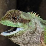 کشف گونه جدید مارمولک با خارهای تیز و چاقومانند در ویتنام