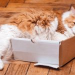 چرا گربه‌ها جعبه‌ را دوست دارند؟ تکامل پاسخ می‌دهد