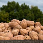 پایتخت جهانی کدو تنبل کجاست؟ نگاهی به شهر نارنجی ایلینوی