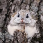 این سنجاب بامزه‌ترین حیوان دنیا است