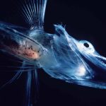 چطور برخی ماهی‌ها در دمای زیر صفر جنوبگان یخ نمی‌زنند؟