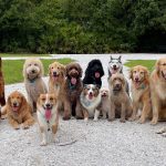 نژادهای مدرن سگ اختراع بشر نیست؛ سگ‌های باستانی نیز تنوع شگفت‌انگیز داشتند