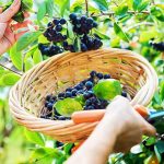 آب چوکبری: میوه سیاهطلایی برای کاهش قند و فشار خون