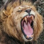 کشف نوع جدیدی از غرش شیرها توسط دانشمندان