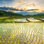 تأثیر سیلاب‌ها بر کاهش برداشت برنج و آینده ناامن این محصول