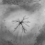 دانشمندان به طرز غیرمنتظره‌ای گونه‌ای از حیات را زیر یخ‌های قطب شمال کشف کردند