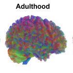 مغز شما در ۹، ۳۲، ۶۶ و ۸۳ سالگی تغییر می‌کند