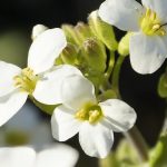 سازگاری گیاهان با کمبود بور؛ رازهای مقاومت و رشد پایدار