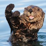 ۱۰ حیوان شکارچی عجیب که لایق فیلم ترسناک اختصاصی خود هستند