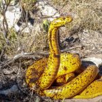 مصاحبه زومیت با دکتر شیرین احمدی، پژوهشگر ایرانی سازنده پادزهر نوآورانه برای مارگزیدگی