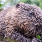 تأثیر سگ‌آبی‌ها بر آب‌های زیرزمینی و ذخیره طبیعی آب