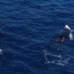 نهنگ‌های قاتل روشی بی‌رحمانه برای بیرون‌کشیدن جگر کوسه‌های سفید نابالغ آموخته‌اند