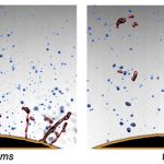 با این راهکار ساده هنگام خرد کردن پیاز اشک نریزید!