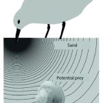 راز حس هفتم گشوده شد؛ پژوهش جدید نشان می‌دهد انسان می‌تواند اشیای مدفون را مانند پرندگان ساحلی تشخیص دهد