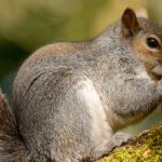 چگونه سنجاب‌ها همه دانه‌های پنهان‌ شده خود را پیدا می‌کنند