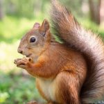 افزایش زادآوری سنجاب‌های شهری با تغذیه انسانی