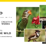 ویوو و نشنال جئوگرافیک برای نمایش قابلیت‌های سری X300 با یکدیگر همکاری می‌کنند