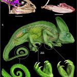 راز شگفت‌انگیز چشمان آفتاب‌پرست کشف شد