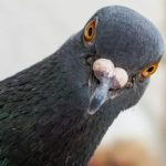 روسیه کبوترهای بایودرون ساخت: جاسوسان پرنده با کنترل مغزی و هوش مصنوعی