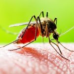 DNA پشه‌ها و ثبت کامل اکوسیستم‌های حیات‌وحش