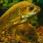 پرورش موفق ماهی کپور بدون استخوان با حفظ طعم طبیعی در چین