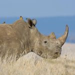 وقتی دشمن فرشته نجات می‌شود؛ چرا کرگدن‌ها به پرندگان خون‌خوار سواری می‌دهند؟