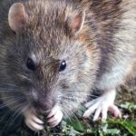 وحشتناک‌ترین ابزارهای شکنجه در قرون وسطی که با دیدنشان شوکه خواهید شد